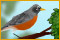 Snapshot Adventures - Secret of Bird Island